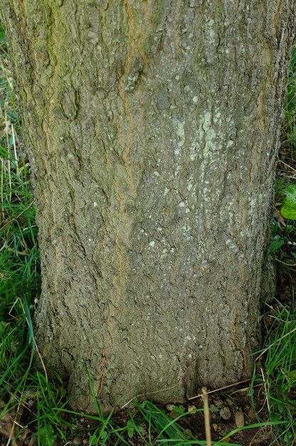 July close-up photo