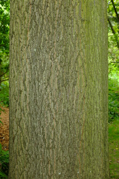 August close-up photo