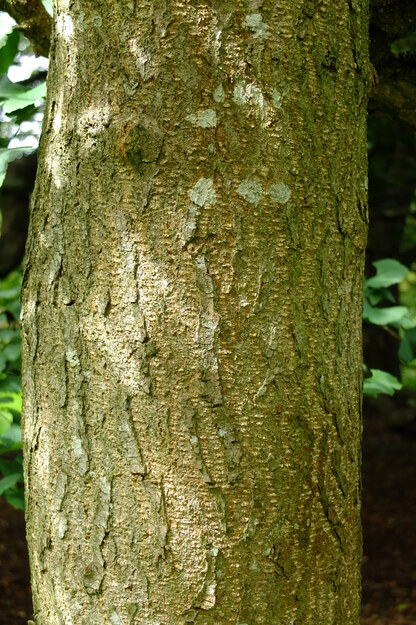 August close-up photo