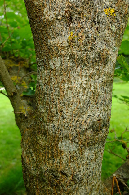 August close-up photo