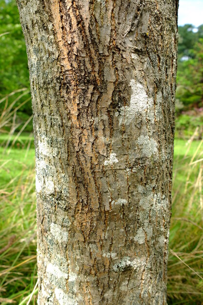 August close-up photo