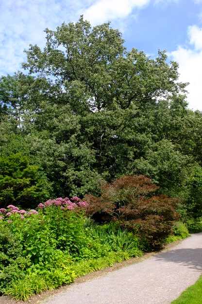 August tree photo