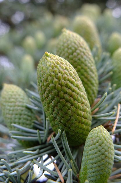 August close-up photo