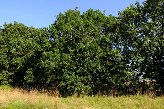 August tree photo