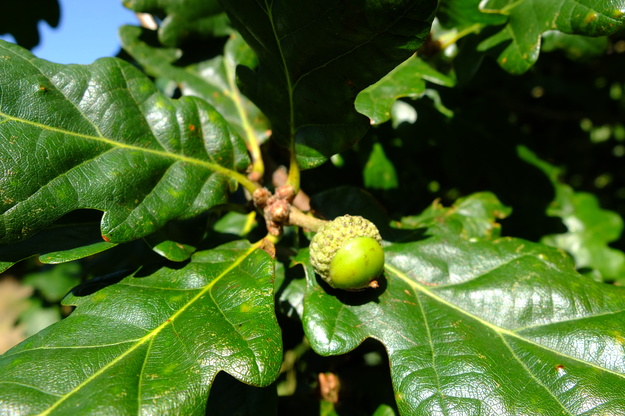 August close-up photo