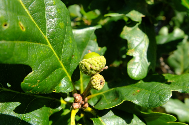 August close-up photo
