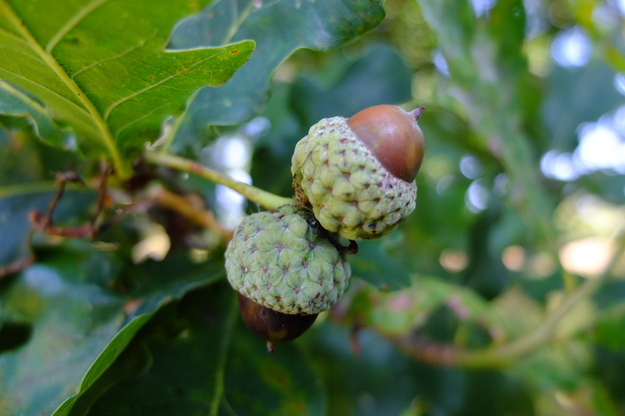 August close-up photo