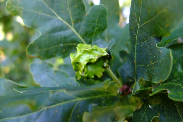 August close-up photo