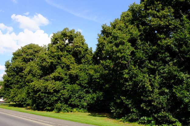 August tree photo
