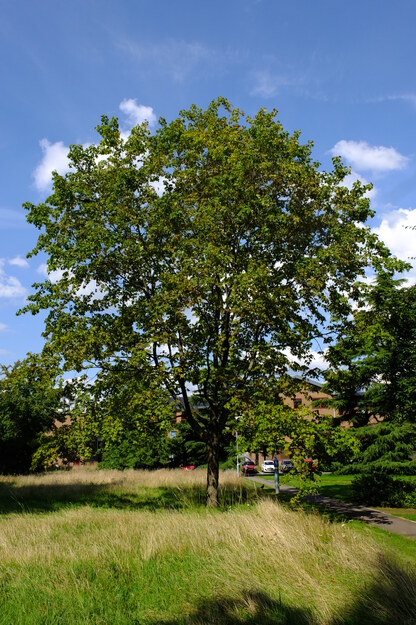 August tree photo
