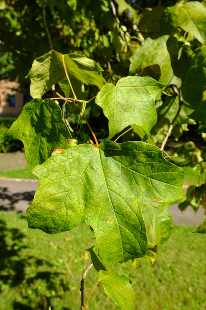 August close-up photo
