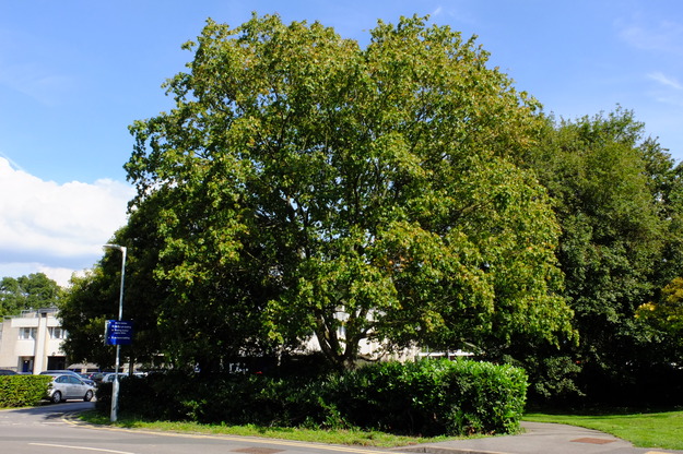 August tree photo