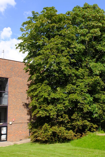 August tree photo