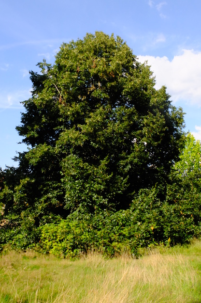 August tree photo