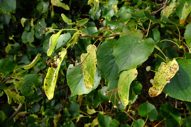 August close-up photo