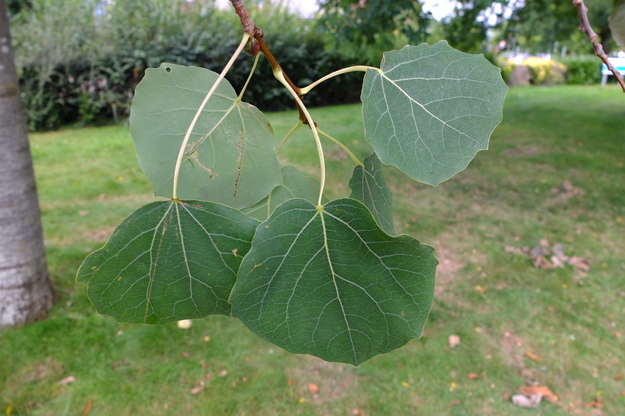 August close-up photo