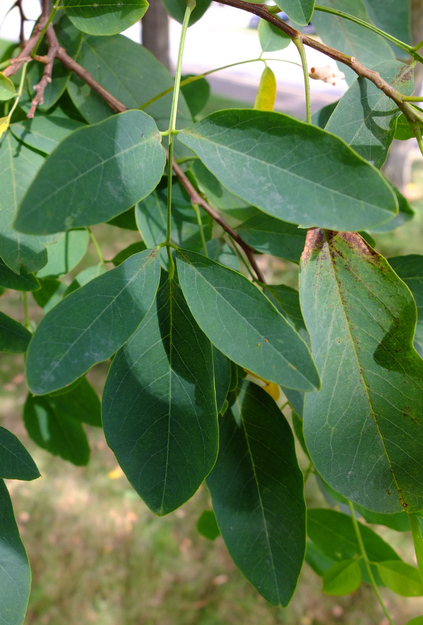 August close-up photo
