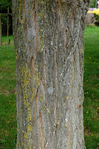 August close-up photo