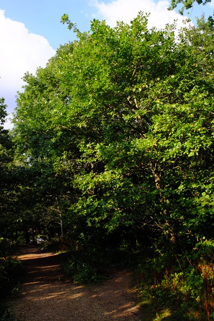 September tree photo