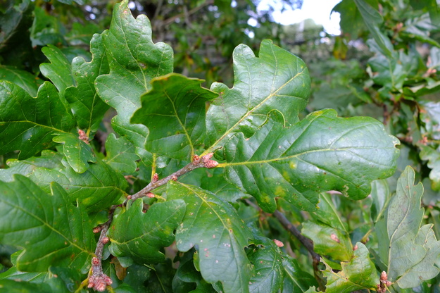 September close-up photo