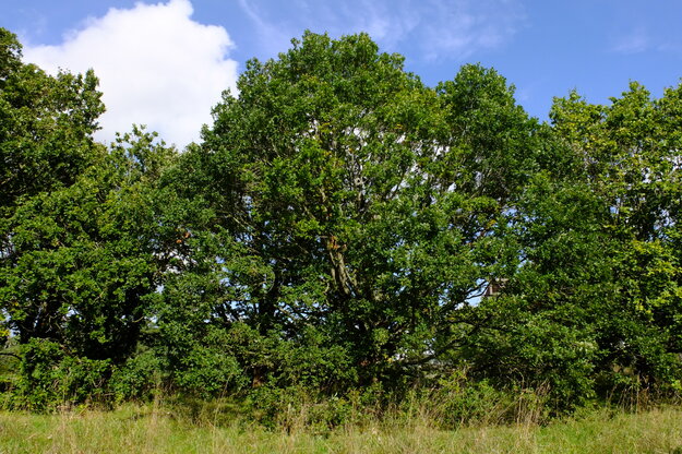 September tree photo