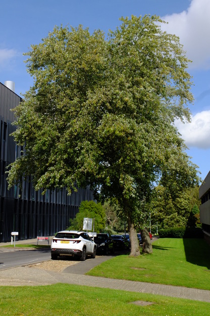September tree photo
