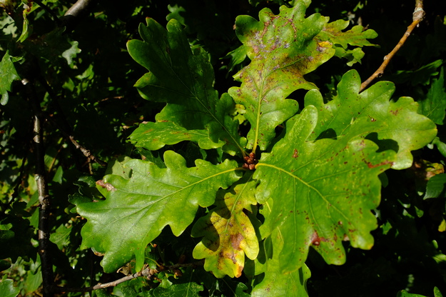 October close-up photo