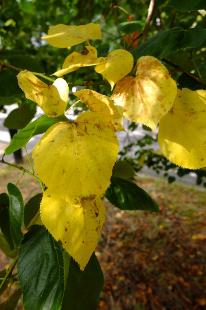 October close-up photo