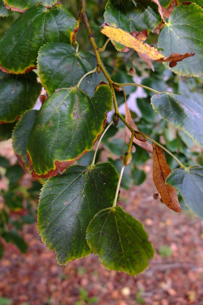 October close-up photo