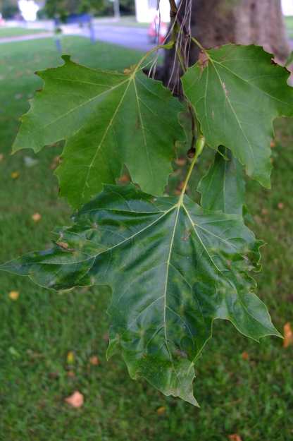October close-up photo