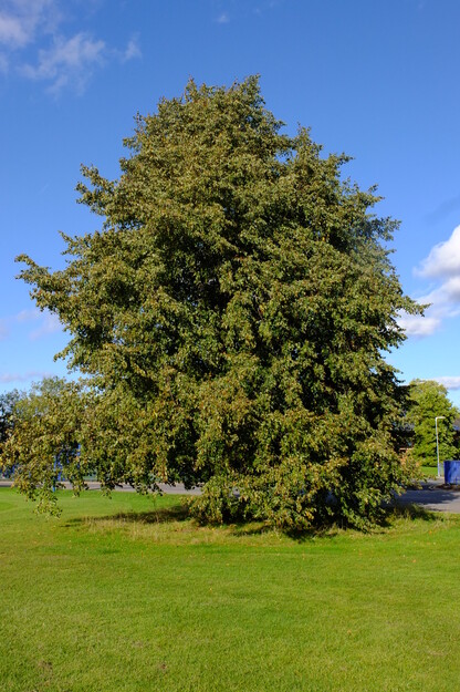 October tree photo