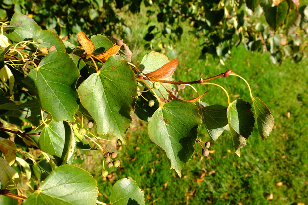 October close-up photo