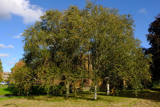 October tree photo