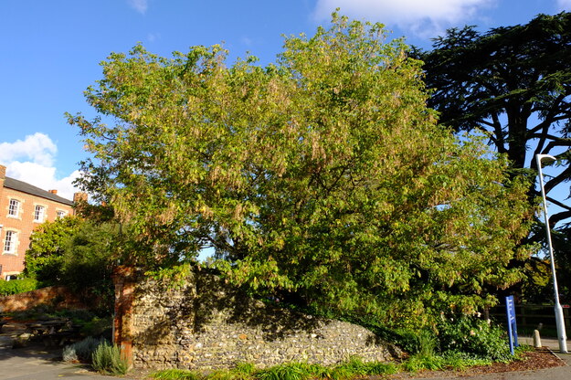 October tree photo