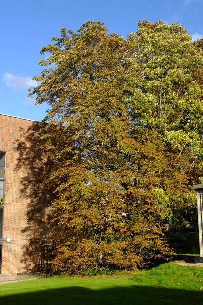 Zuckerman South tree photo