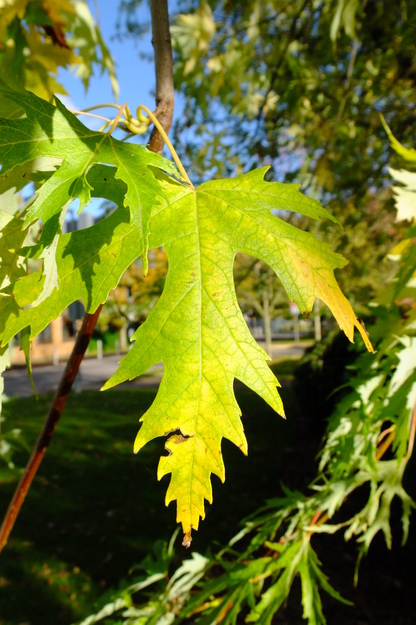 October close-up photo