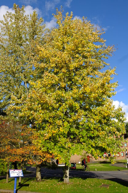 October tree photo