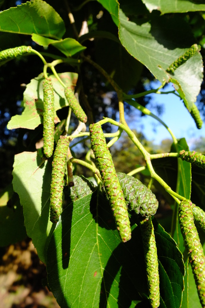 October close-up photo