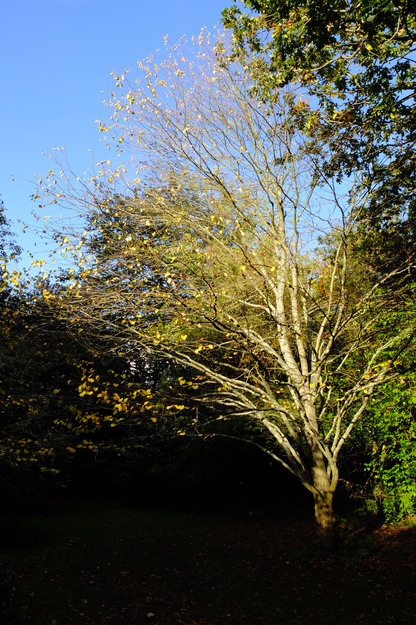 Harris Garden tree photo
