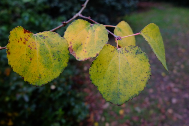 October close-up photo