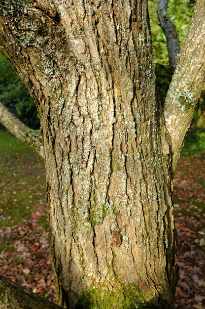 October close-up photo