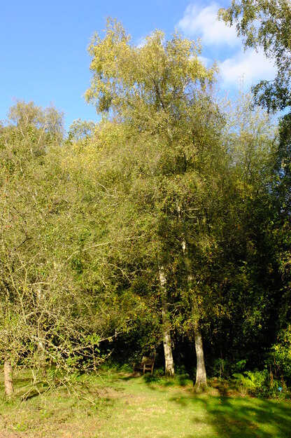Harris Garden tree photo