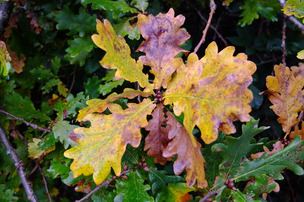 October close-up photo