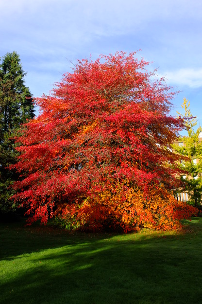 October tree photo