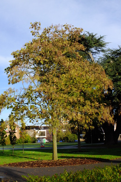 October tree photo