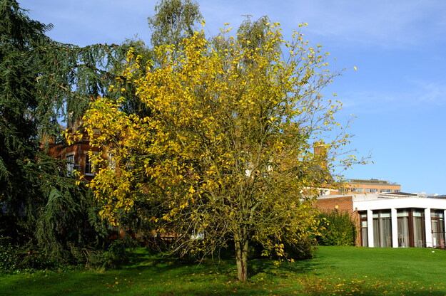 October tree photo