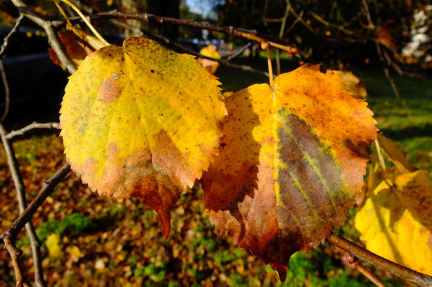 October close-up photo