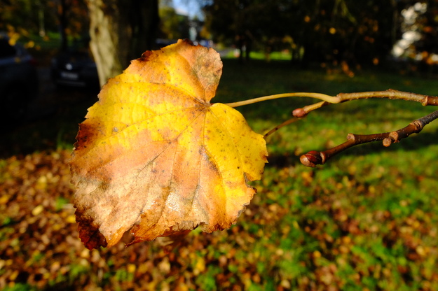 October close-up photo