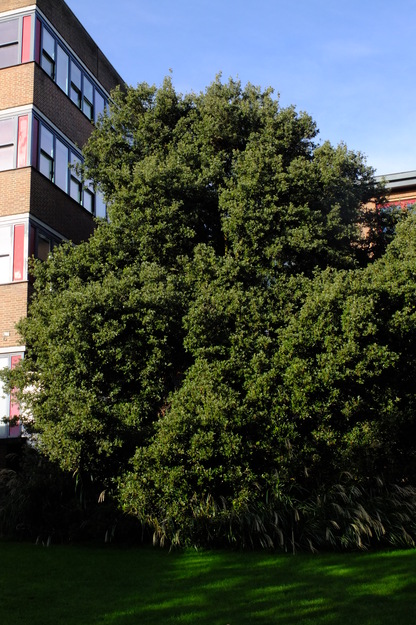 October tree photo