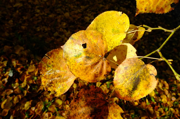 October close-up photo